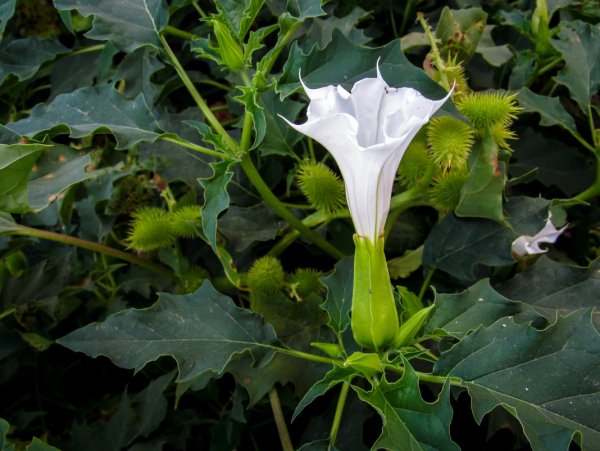 Дурман обыкновенный (Datura stramonium)