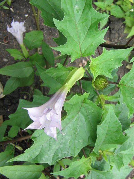 Дурман обыкновенный цветок