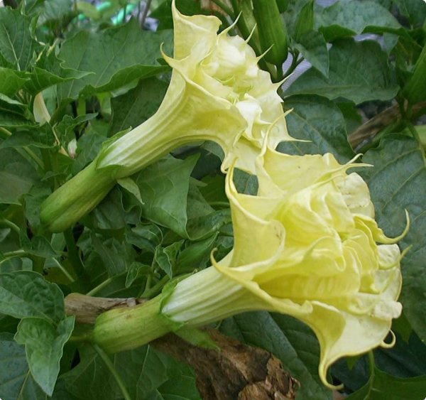 Датура цветок