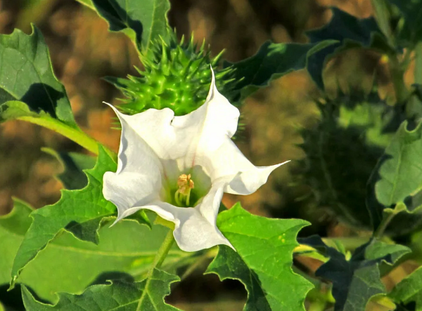 Дурман обыкновенный цветок