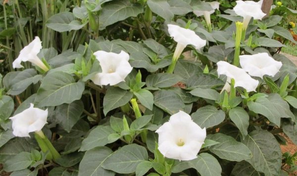 Дурман в России