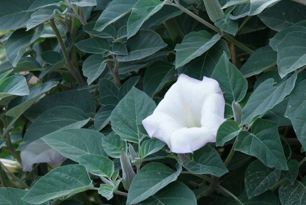 Датура дурман белый