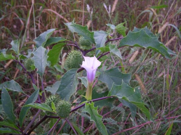 Датура дурман трава