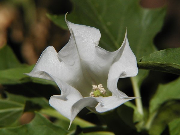 Датура метельчатая