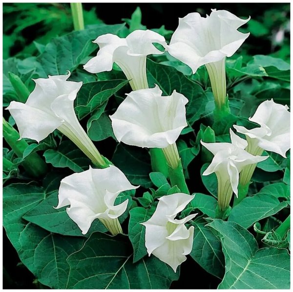 Дурман индийский Датура