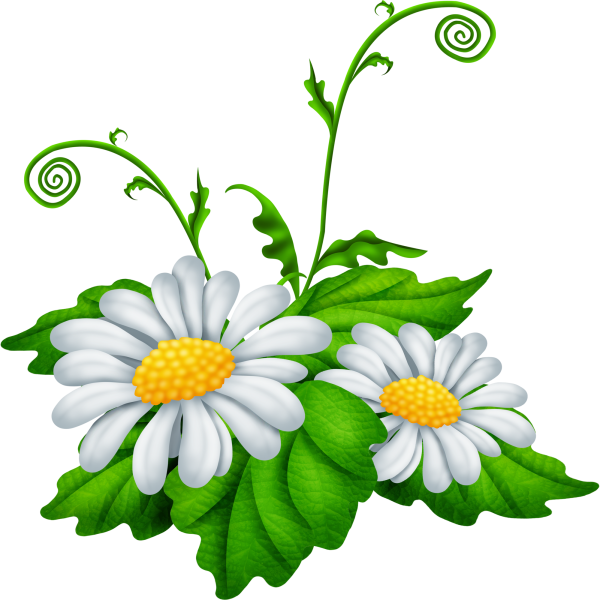 Картинка Ромашка на прозрачном фоне