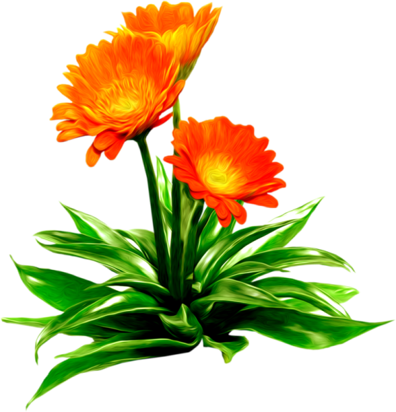 Календула на белом фоне