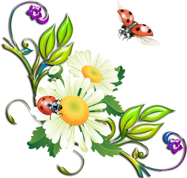 Летние цветы на прозрачном фоне