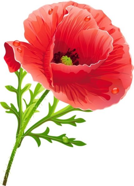 Мак на белом фоне