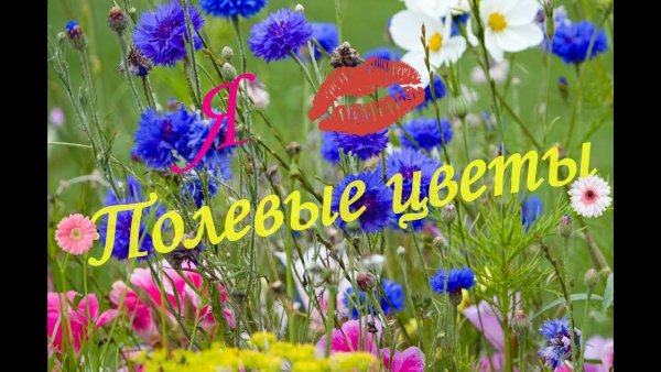 Красивые полевые цветы с надписью