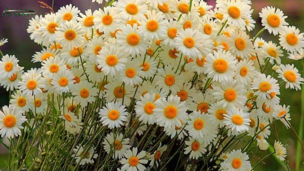 Роскошные полевые цветы