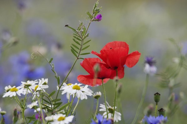 Полевые цветы