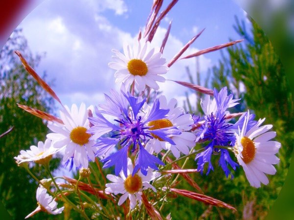 Ромашки и колокольчики