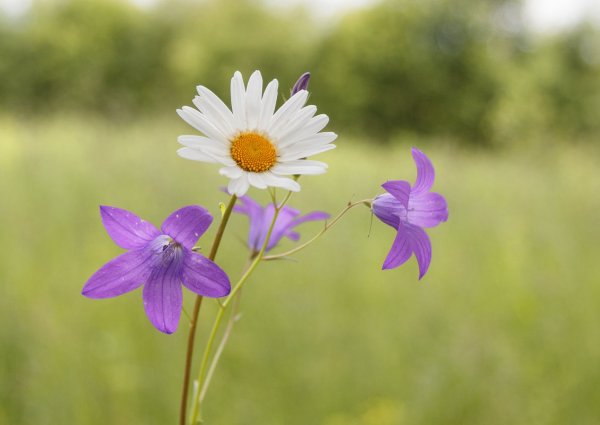 Июньские полевые цветы
