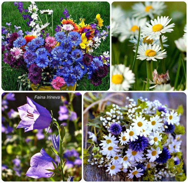 Колокольчик Ромашка Васи-лёк