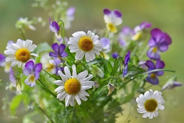 Полевые цветы с пожеланиями