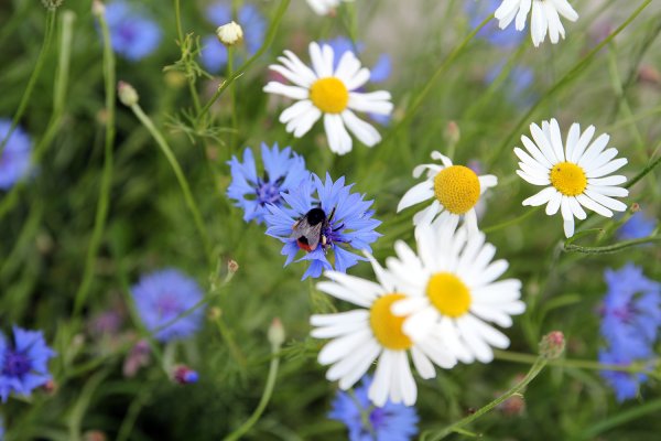 Цветы на лужайке