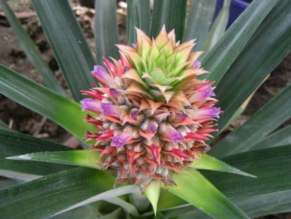 Ананас (ananas)