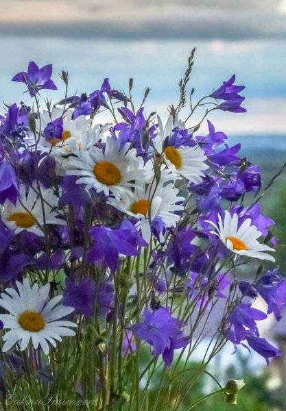 Полевые цветы с пожеланиями