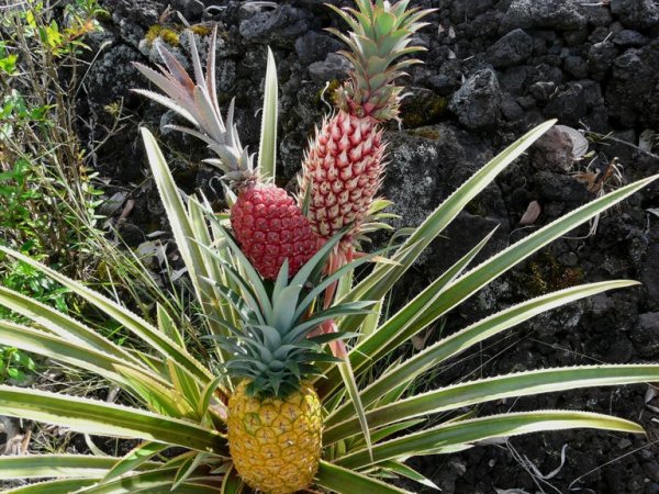 Ananas comosus