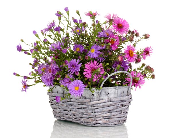 Букетик полевых цветов для тебя