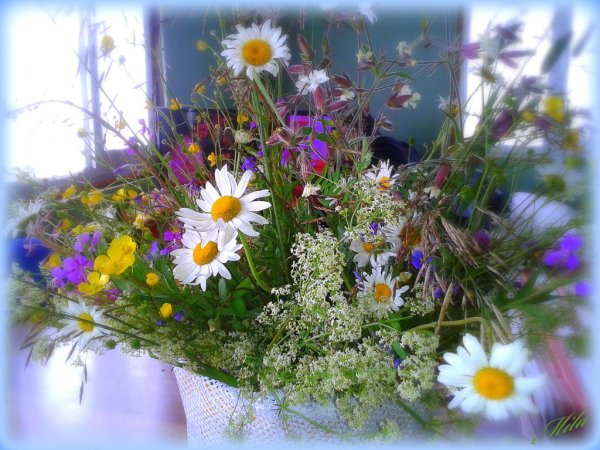 Доброе утро васильки и ромашки