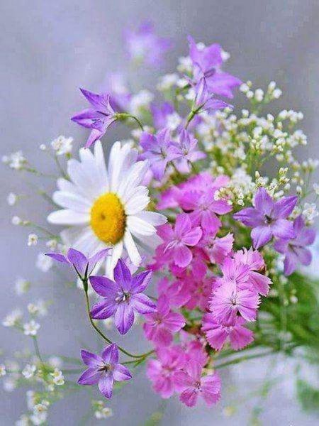 Березы и ромашки