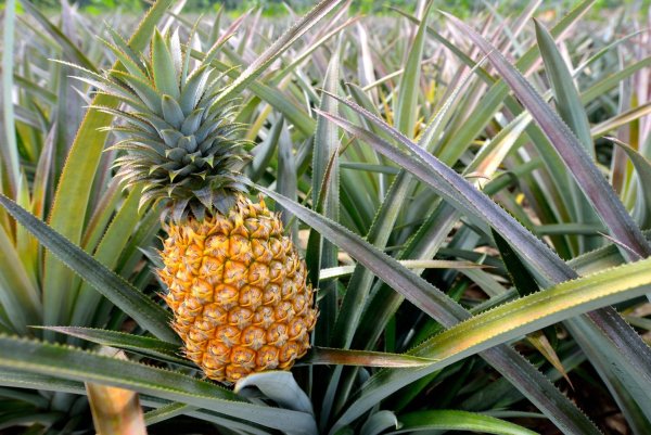 Анна, ананас.Anna, Pineapple.