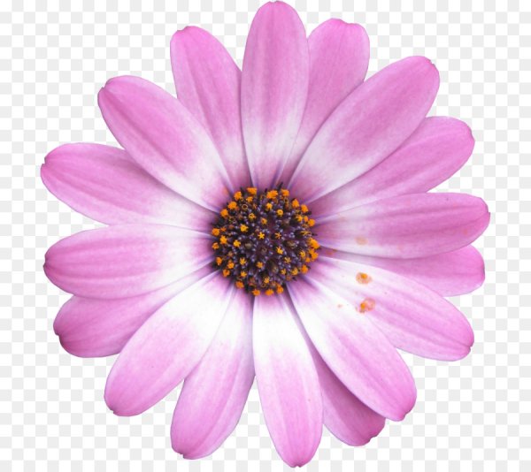 Яркие одиночные цветки