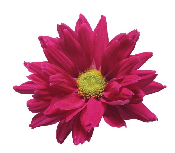 Цветочки на белом фоне