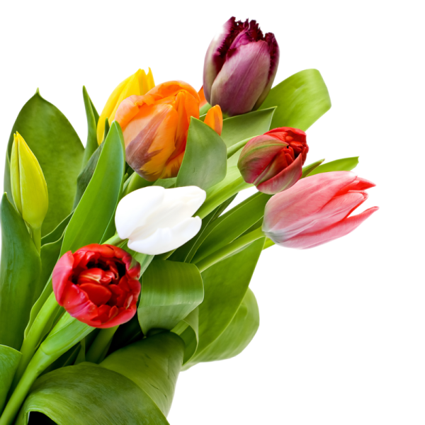 Букет тюльпанов