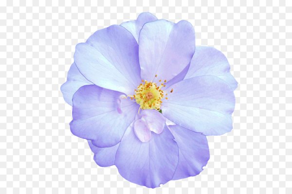 Цветочки на прозрачном фоне для фотошопа