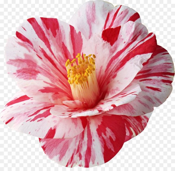 Цветы клипарт