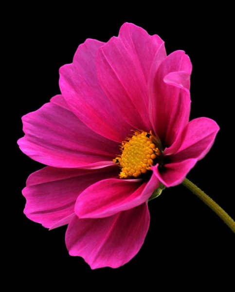 Цветочки на белом фоне