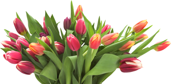 Тюльпаны на прозрачном фоне