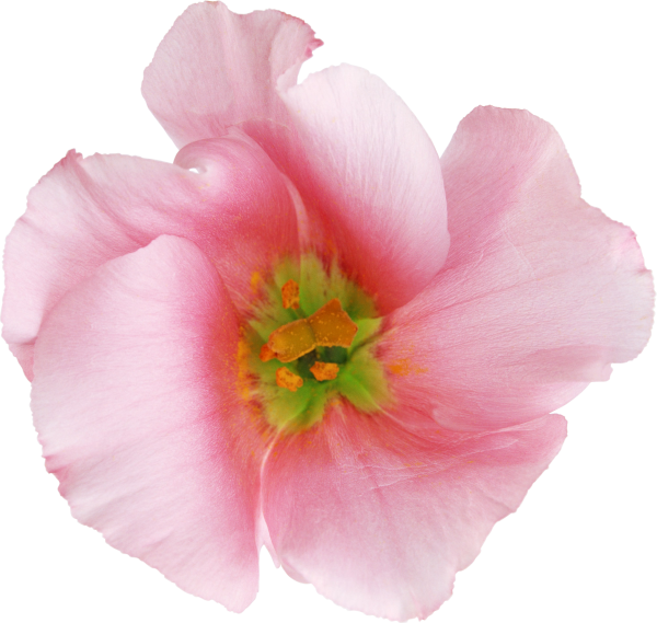 Желтые цветы на белом фоне