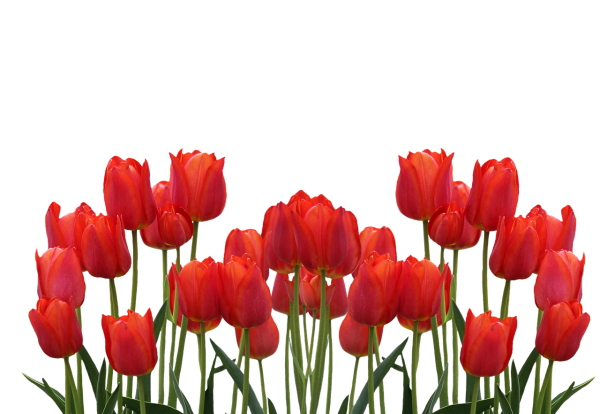 Векторные тюльпаны