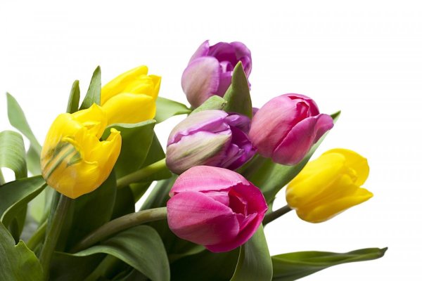 Тюльпан Тулип Yellow PNG