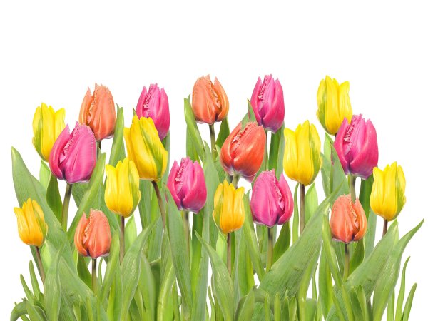 Цветы тюльпаны