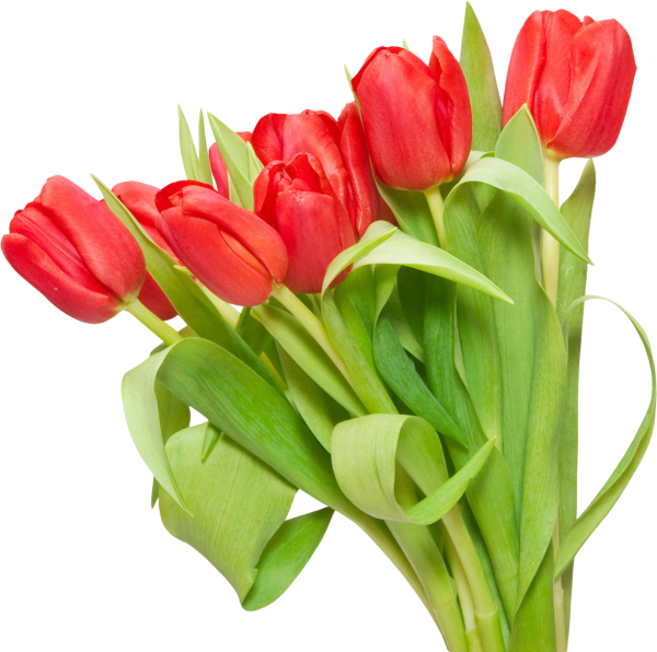 Тюльпаны клипарт на прозрачном фоне