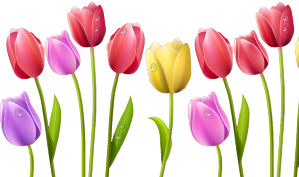 Тюльпаны для фотошопа