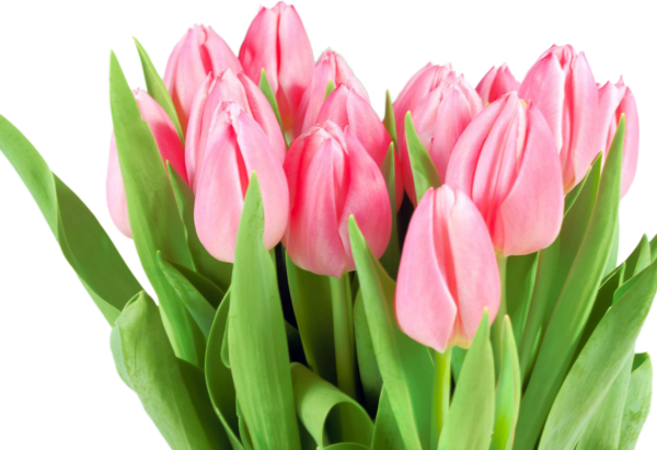 Букет тюльпанов небольшой