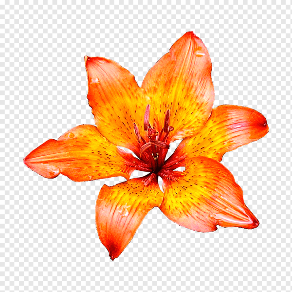 Розы Эквадор фуксия