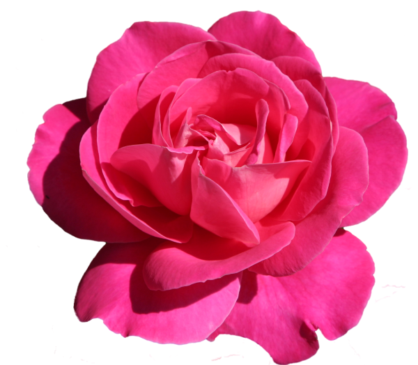 Цветы на прозрачном фоне