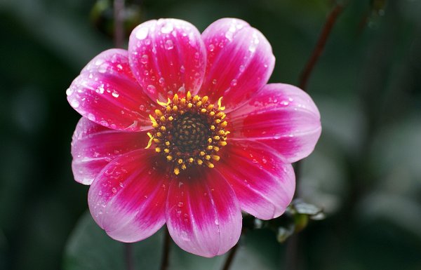 Цветочки на прозрачном фоне