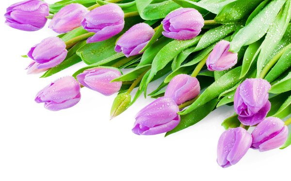 Тюльпаны без фона