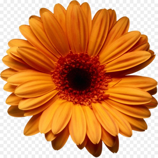 Цветы без фона