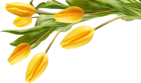 Красные тюльпаны