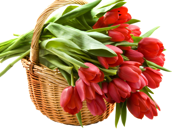 Тюльпаны мультяшные