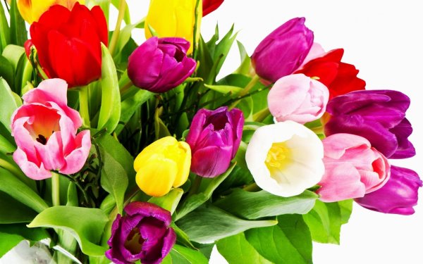 Нежные тюльпаны на прозрачном фоне